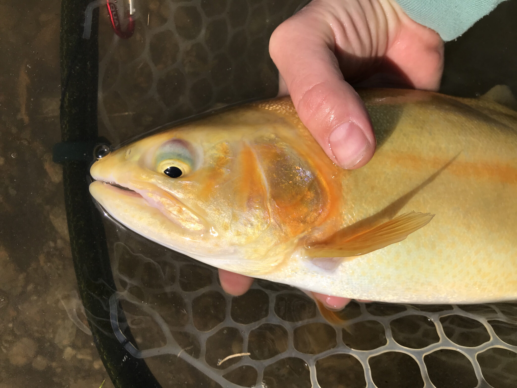 What is a Palomino trout? - Anderson's Fish Camp